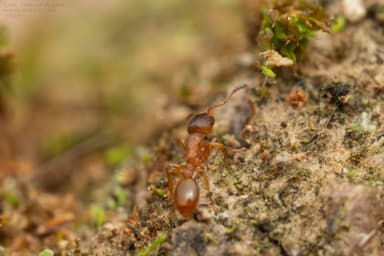 Leptothorax gredleri photo 16