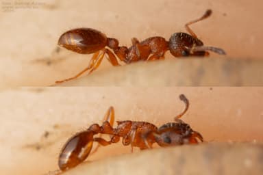 Leptothorax gredleri photo 17