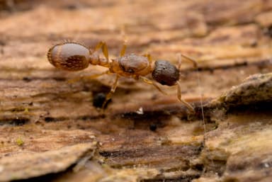 Leptothorax gredleri photo 19