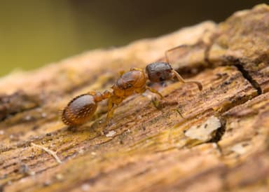 Leptothorax gredleri photo 20