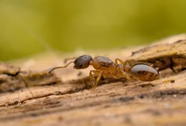 Leptothorax gredleri photo 21