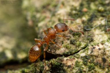 Leptothorax gredleri photo 23