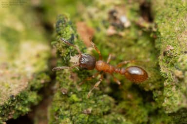 Leptothorax gredleri photo 24