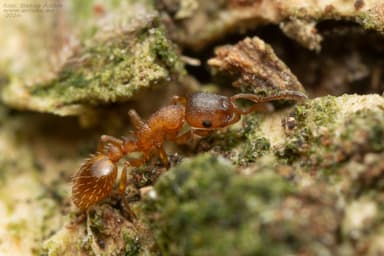 Leptothorax gredleri photo 25