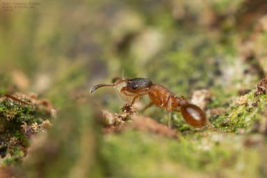 Leptothorax gredleri photo 26