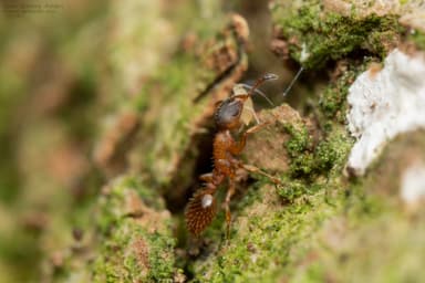 Leptothorax gredleri photo 27