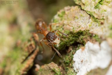 Leptothorax gredleri photo 28