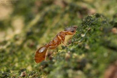 Leptothorax gredleri photo 29
