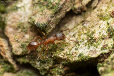 Leptothorax gredleri photo 33