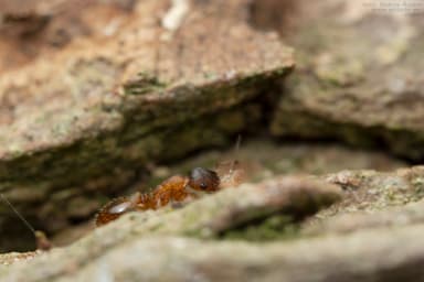 Leptothorax gredleri photo 36