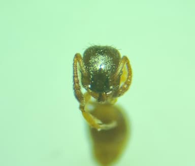 Leptothorax gredleri photo 41