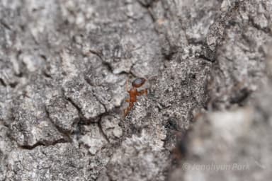 Leptothorax gredleri photo 45