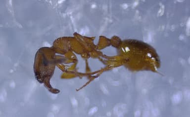 Leptothorax gredleri photo 52