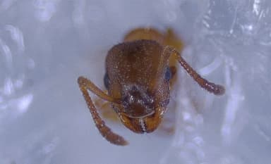 Leptothorax gredleri photo 54