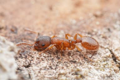 Leptothorax gredleri photo 55