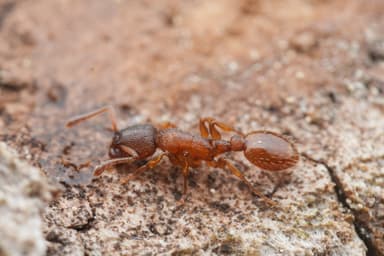 Leptothorax gredleri photo 56