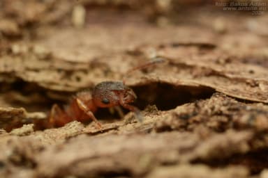 Leptothorax gredleri photo 58