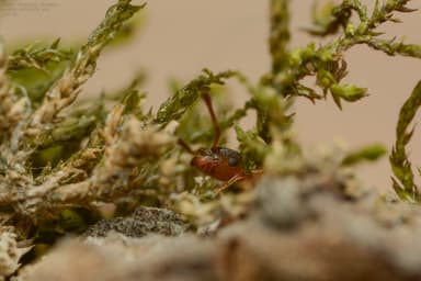 Leptothorax gredleri photo 59