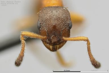 Leptothorax gredleri photo 60