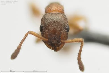 Leptothorax gredleri photo 64