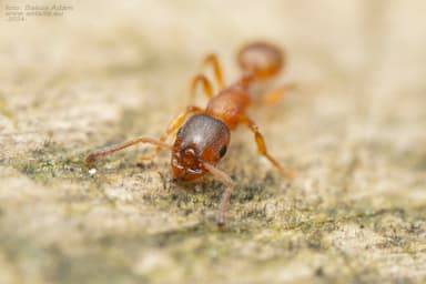 Leptothorax gredleri photo 68