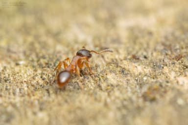 Leptothorax gredleri photo 71