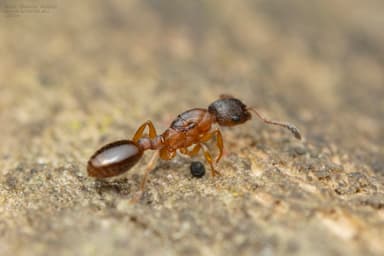 Leptothorax gredleri photo 72