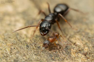 Leptothorax gredleri photo 75