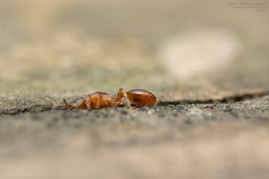 Leptothorax gredleri photo 79
