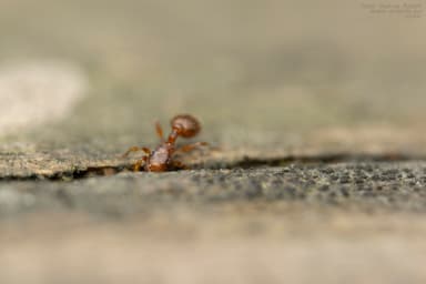 Leptothorax gredleri photo 80