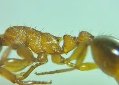 Leptothorax gredleri photo 83
