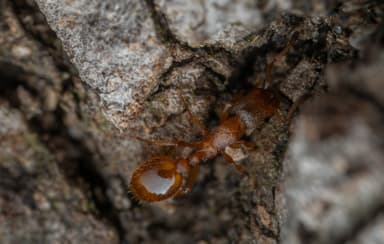 Leptothorax gredleri photo 90