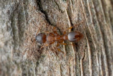 Leptothorax gredleri photo 93
