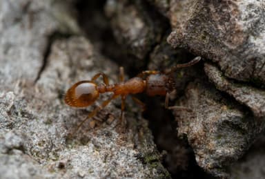 Leptothorax gredleri photo 96
