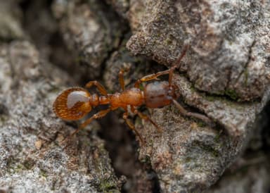 Leptothorax gredleri photo 97