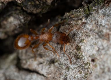 Leptothorax gredleri photo 100