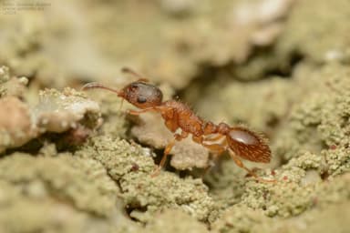 Leptothorax gredleri photo 116