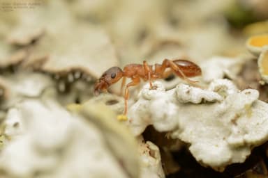 Leptothorax gredleri photo 117