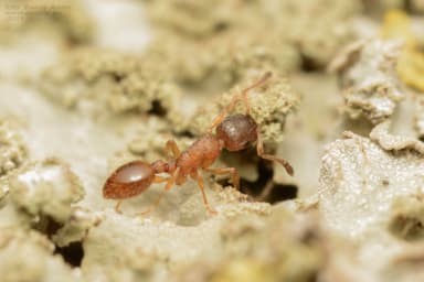 Leptothorax gredleri photo 119
