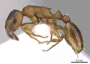 Leptothorax gredleri — queen photo 1