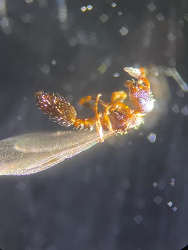 Leptothorax muscorum photo 22