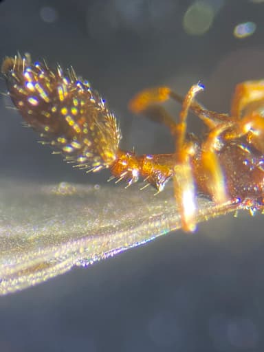 Leptothorax muscorum photo 23