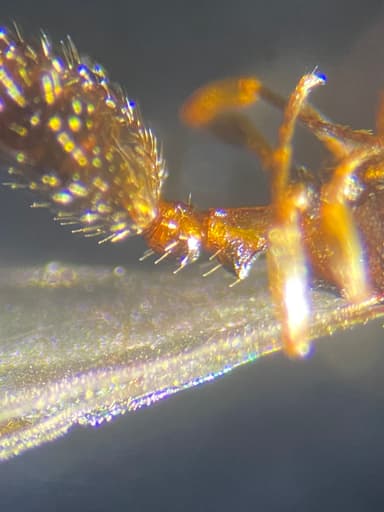 Leptothorax muscorum photo 24