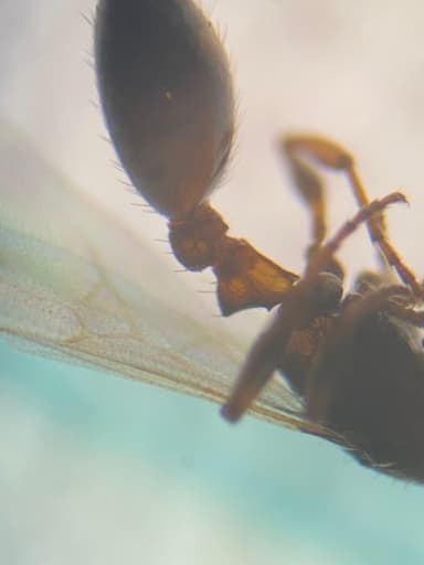 Leptothorax muscorum photo 25