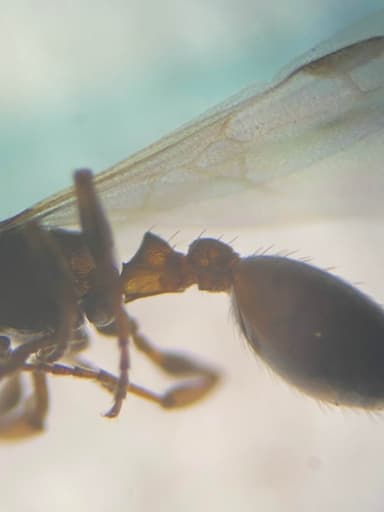 Leptothorax muscorum photo 26