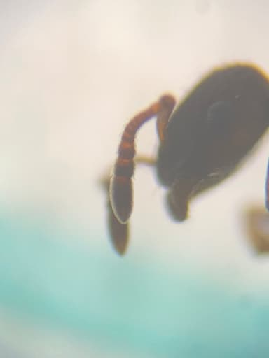 Leptothorax muscorum photo 27