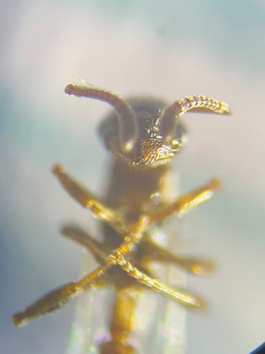 Leptothorax muscorum photo 29