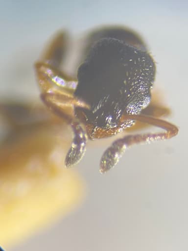Leptothorax muscorum photo 32