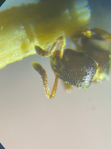 Leptothorax muscorum photo 34
