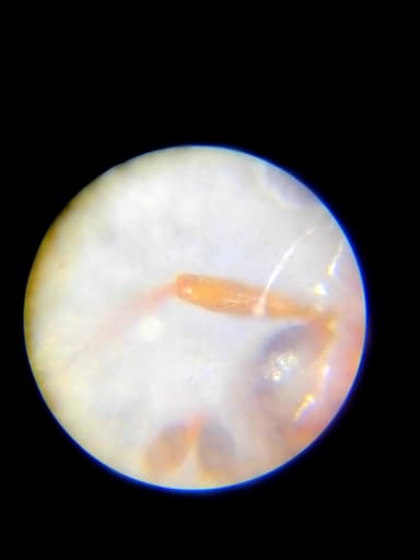 Leptothorax muscorum photo 55
